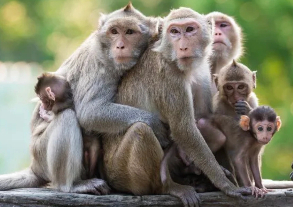 猴子 夢境 心理學 猴子 夢境 心理學