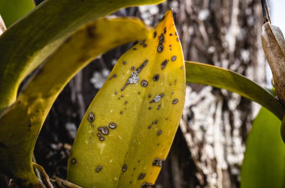 蘭花葉斑病治療