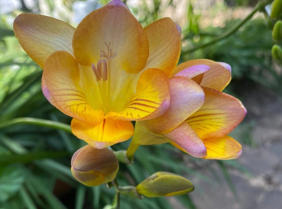 小蒼蘭 黃色 花語 小蒼蘭 黃色 花語