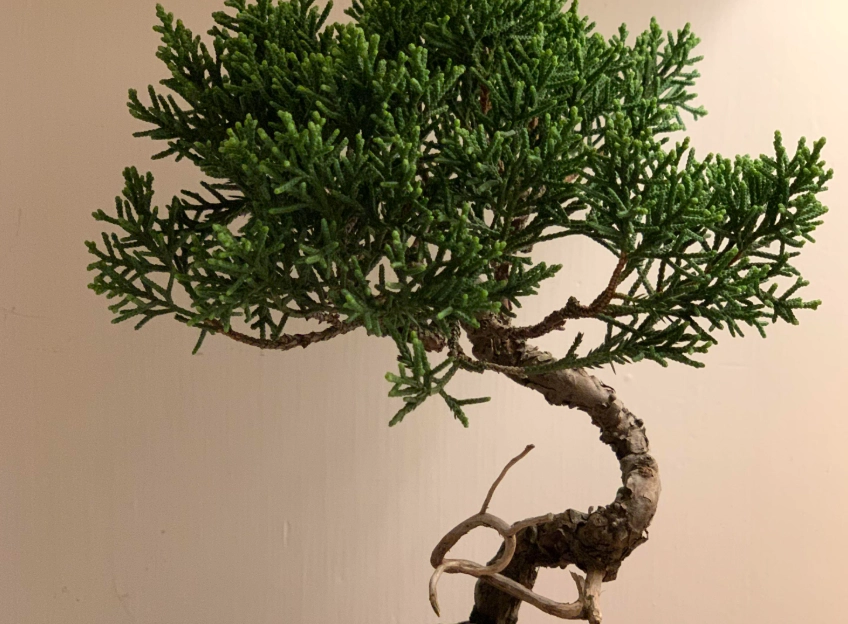 真柏澆水 真柏澆水