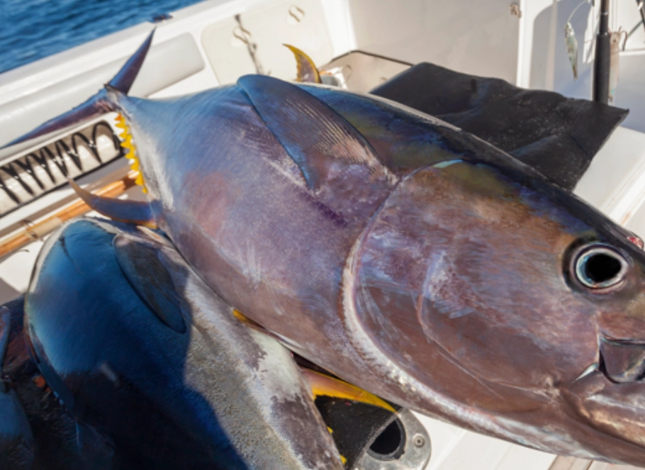 台灣海釣釣點 台灣海釣釣點