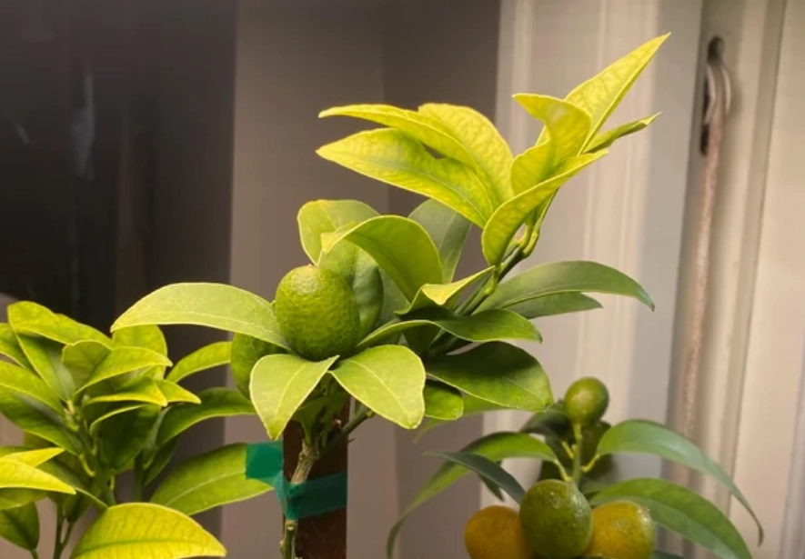 金吉黃葉 地點 金吉黃葉 地點