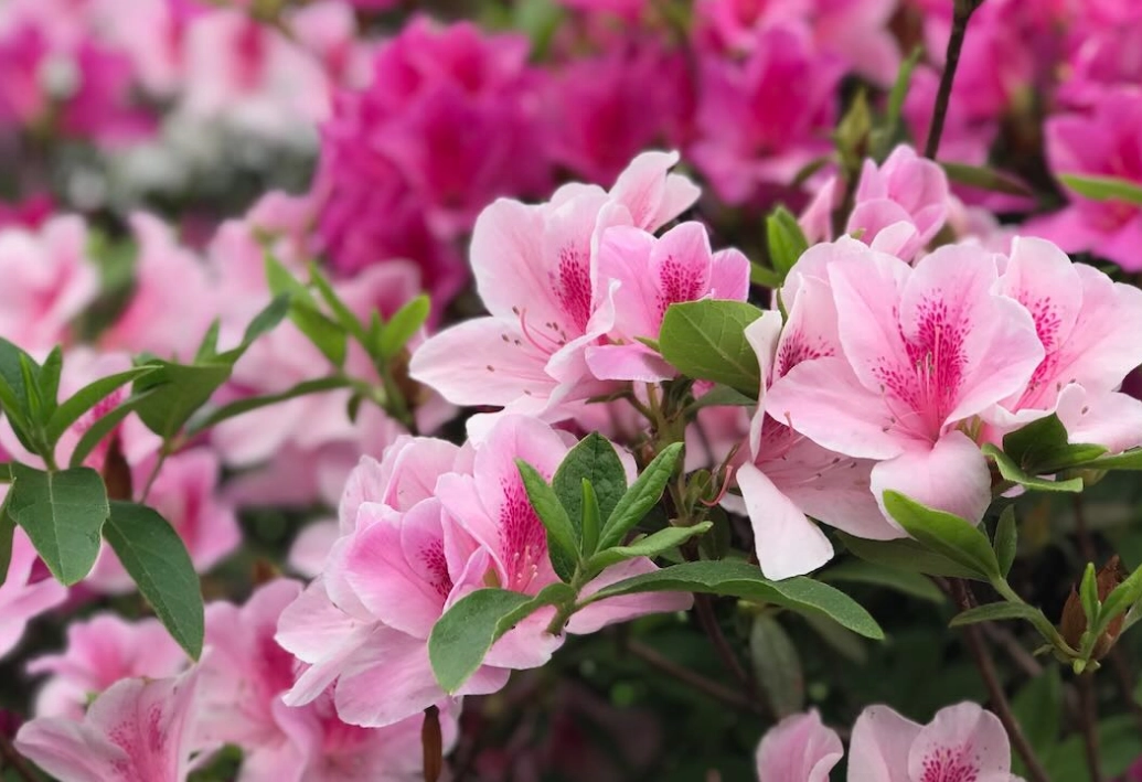 杜鵑花中毒處理