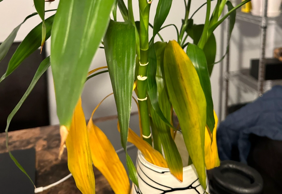 富貴竹葉變黃原因