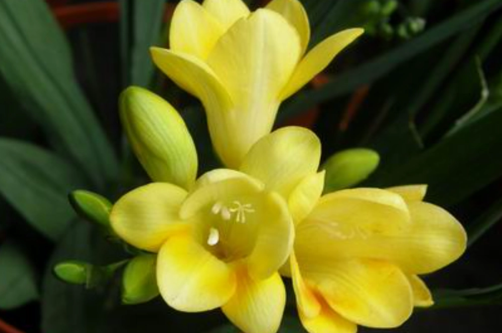 小蒼蘭 黃色 花語 小蒼蘭 黃色 花語
