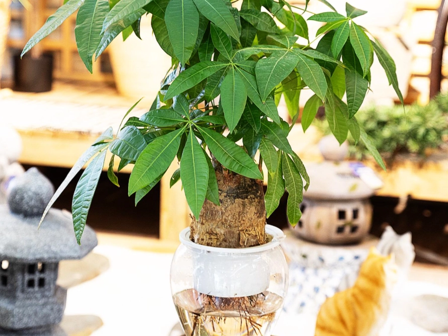 水培發財樹照顧