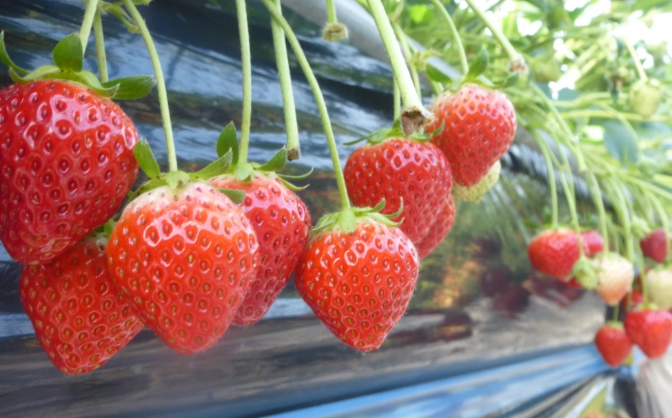 苗栗採草莓 苗栗採草莓