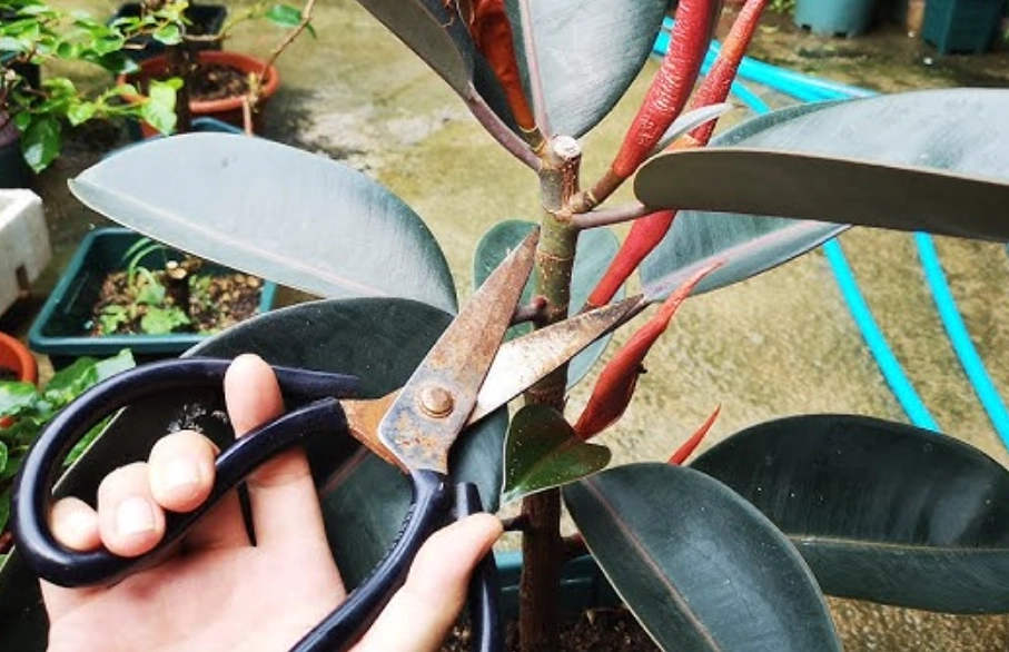 橡皮樹太高怎麼辦