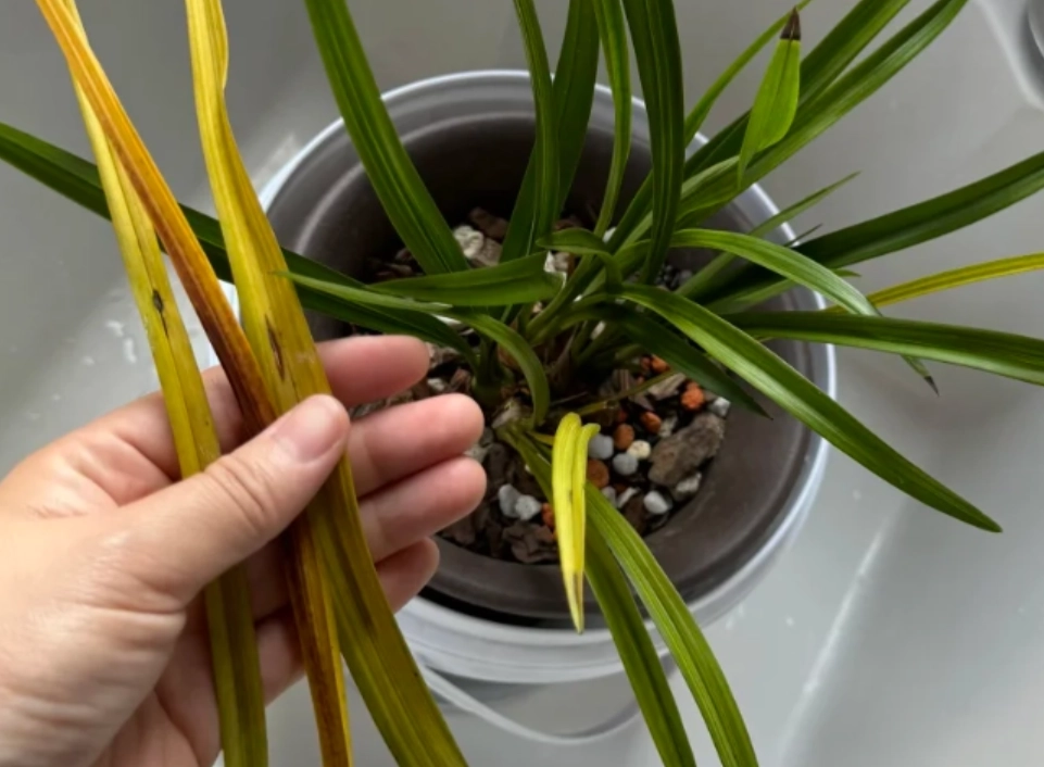 蘭花照顧問題 蘭花照顧問題