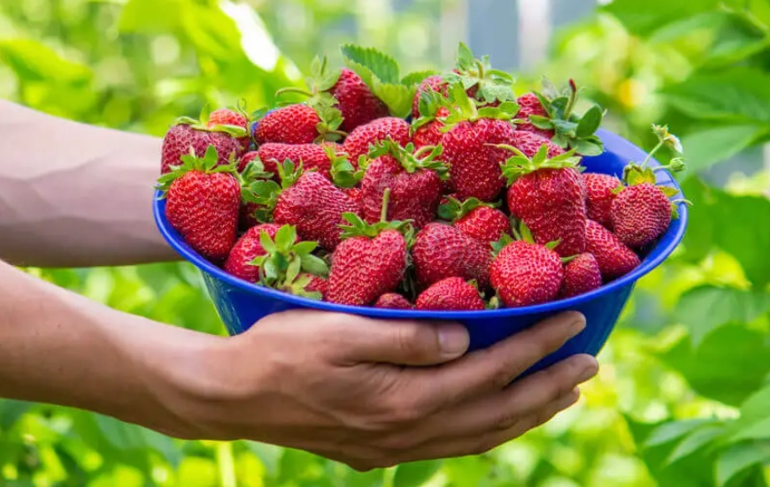 草莓一日遊 草莓一日遊