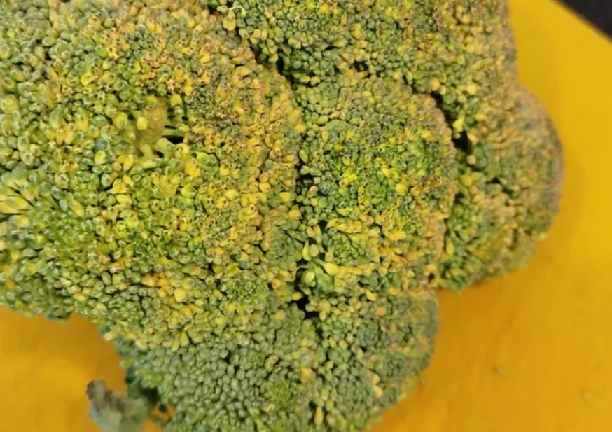 花椰菜變黃原因 花椰菜變黃原因