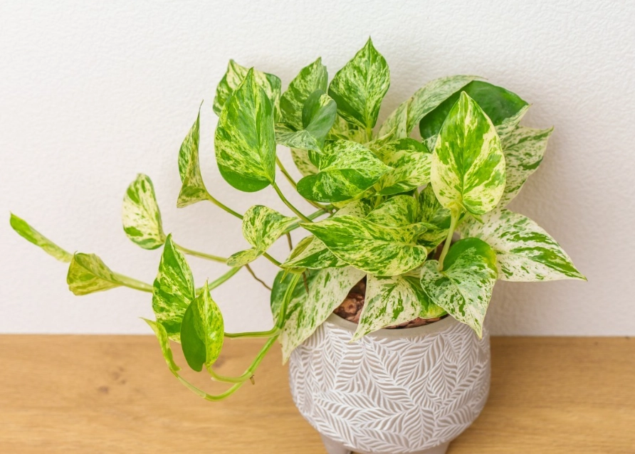 雪花葛澆水 雪花葛澆水