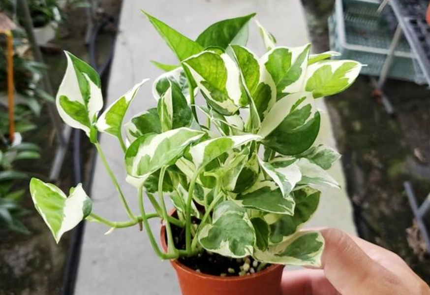 斑葉黃金葛照顧 斑葉黃金葛照顧