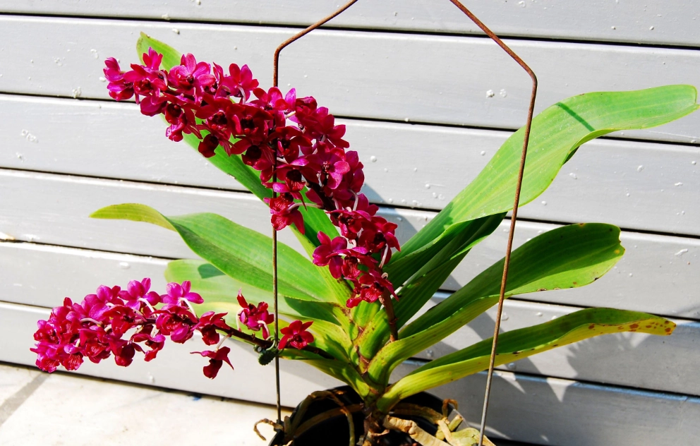 蘭花狗 開花 蘭花狗 開花