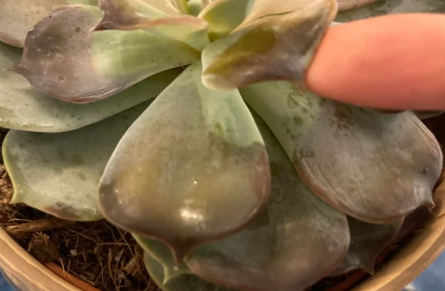 多肉植物曬傷 多肉植物曬傷