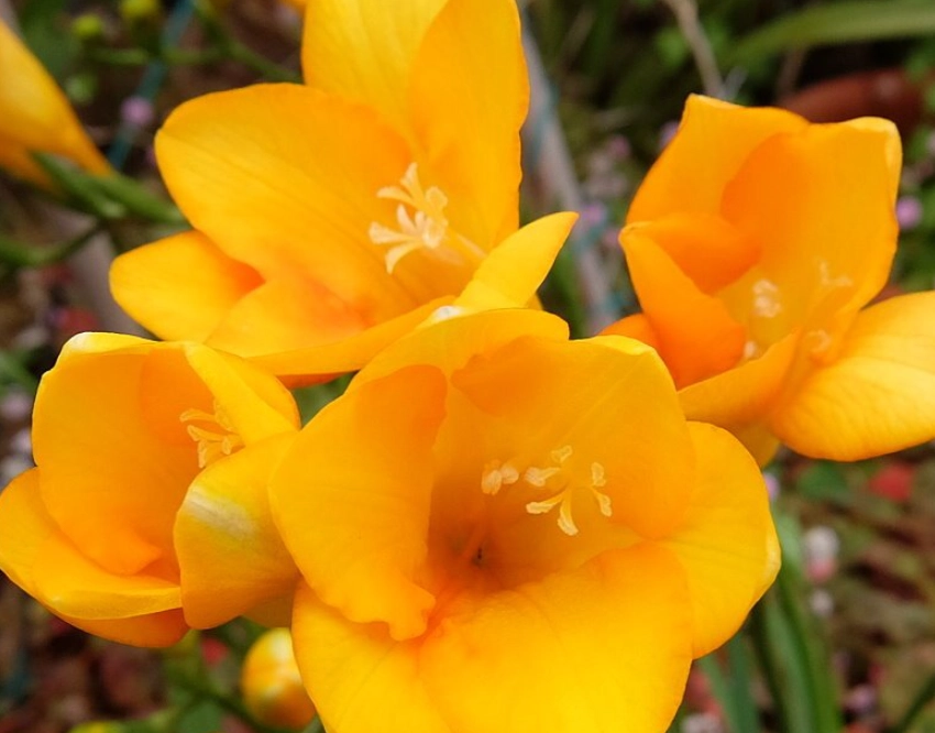 小蒼蘭 花語 黃色 小蒼蘭 花語 黃色