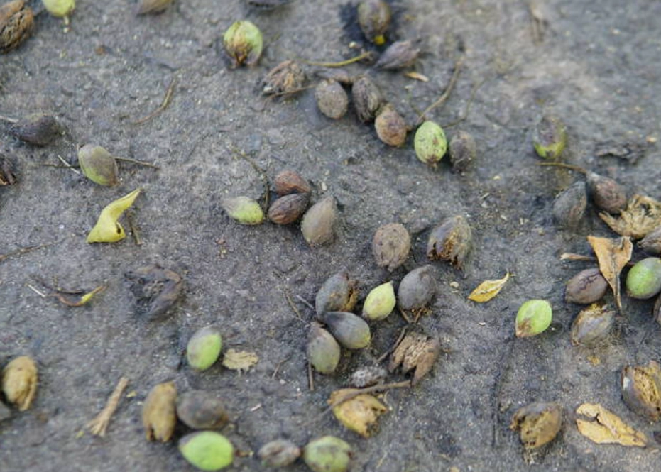 小葉欖仁果實處理 小葉欖仁果實處理