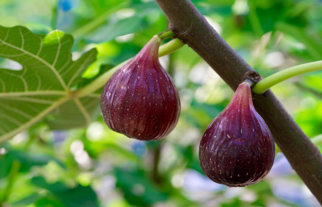 低維護果園 低維護果園