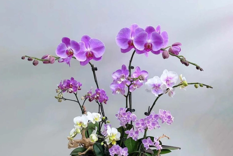 室內蘭花裝飾 室內蘭花裝飾