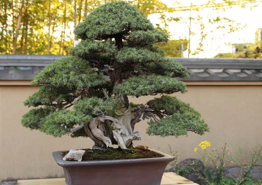 柏樹盆栽照顧 柏樹盆栽照顧