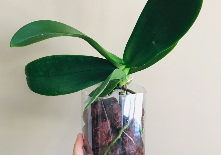 蝴蝶蘭 水培 介質 蝴蝶蘭 水培 介質