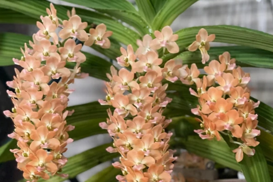 狐狸尾蘭 怎麼養 狐狸尾蘭 怎麼養