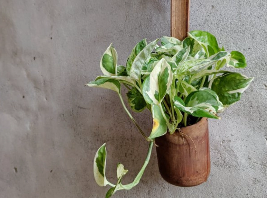 斑葉黃金葛斑點變少 斑葉黃金葛斑點變少