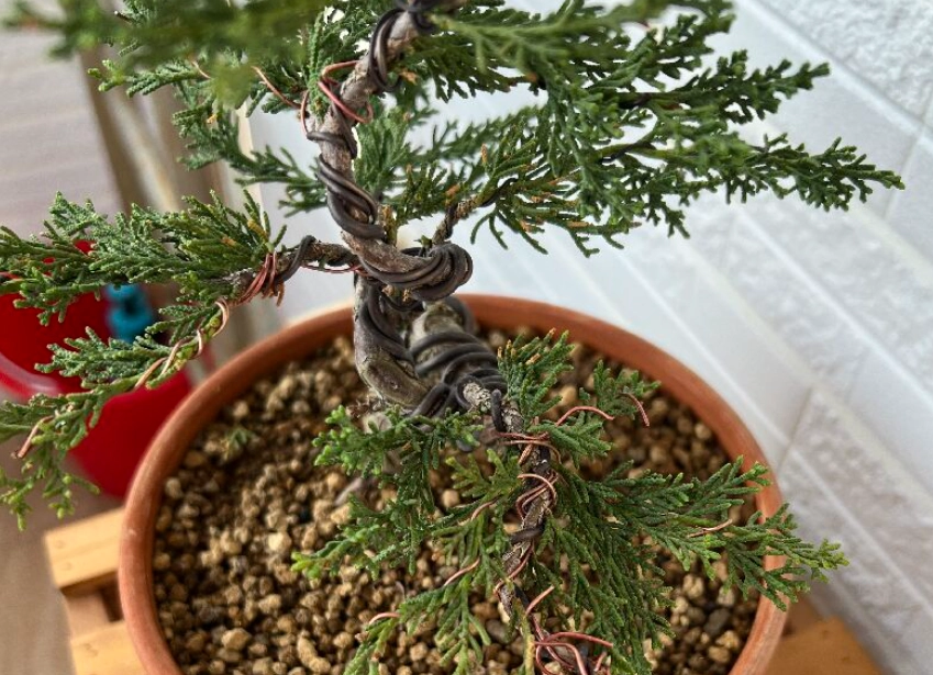 真柏造型 真柏造型