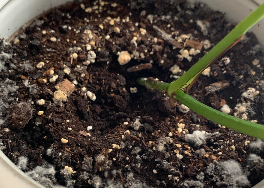 土壤白色顆粒原因