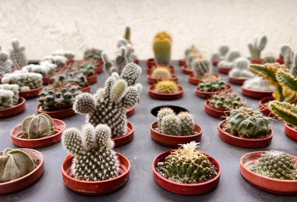 仙人掌光照需求 仙人掌光照需求