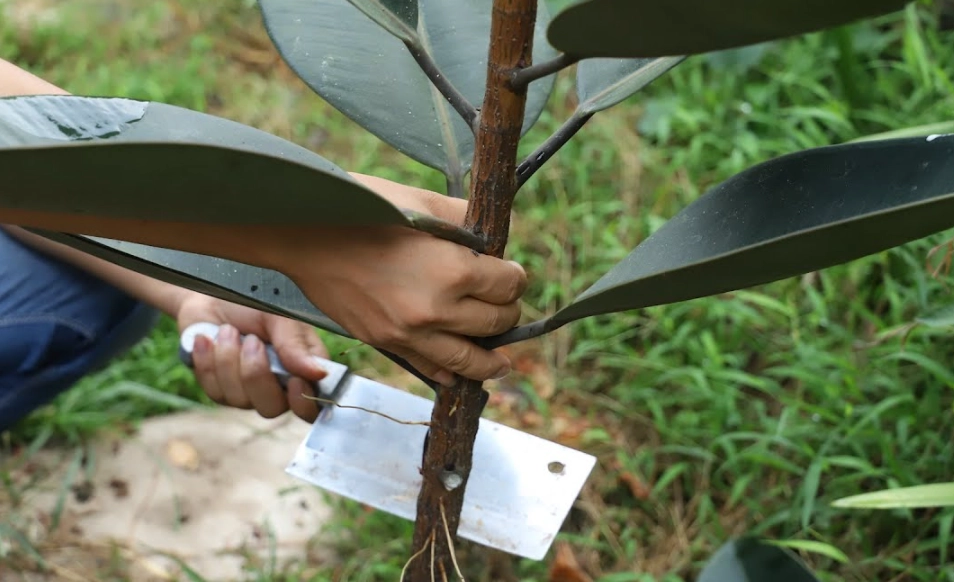 橡皮樹修剪方法