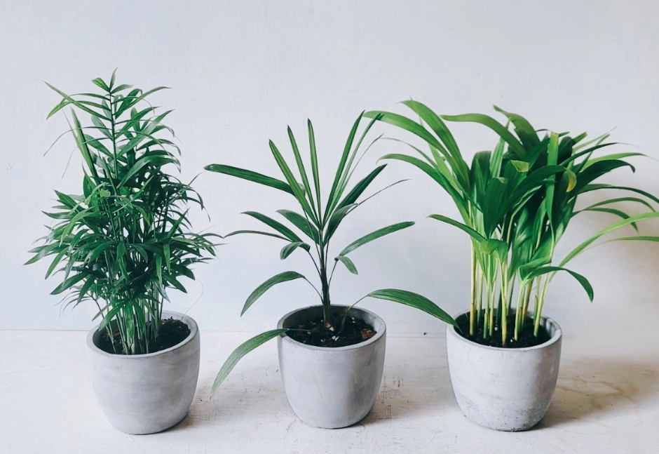 袖珍椰子貓 照顧