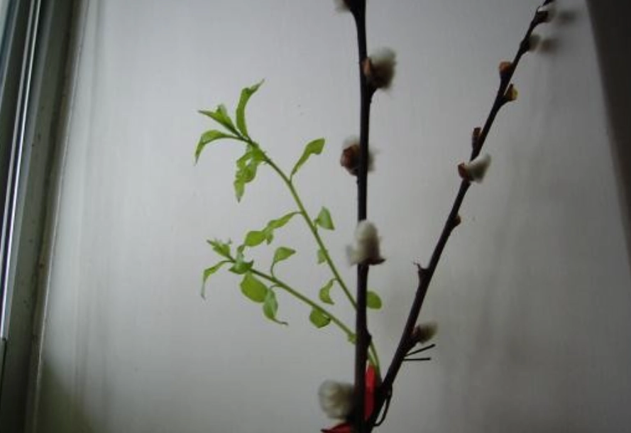 銀柳養護方法 銀柳養護方法