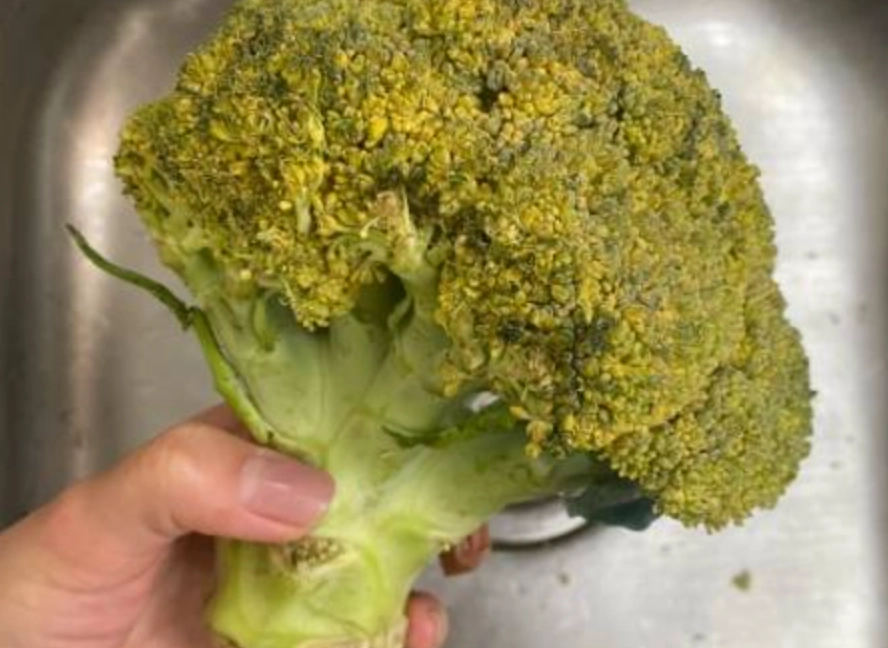 花椰菜保存 花椰菜保存