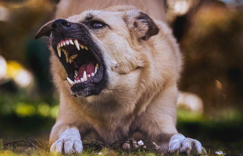 夢到被狗吠意思 夢到被狗吠意思