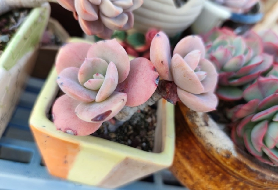 多肉植物曬傷 多肉植物曬傷