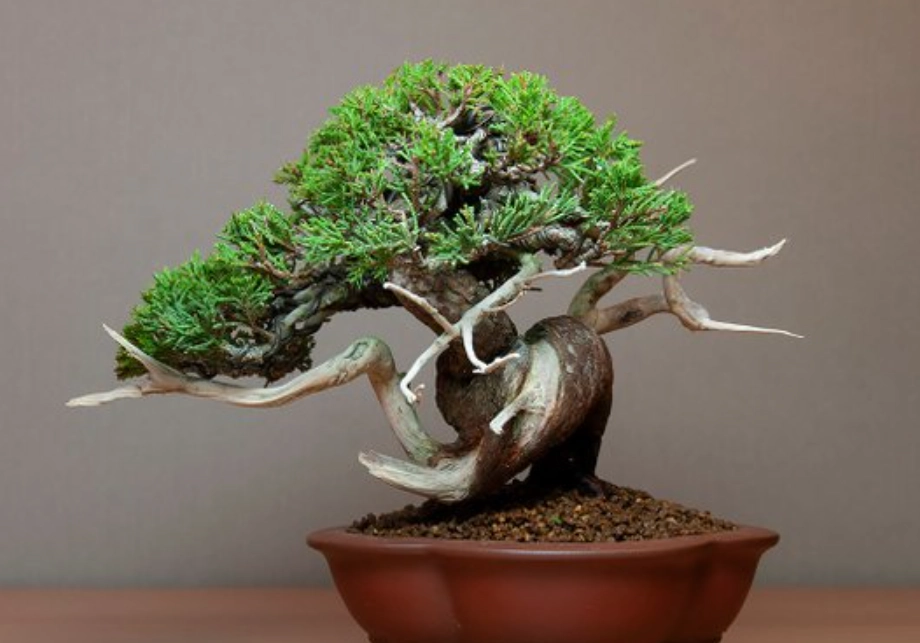 真柏造型 真柏造型