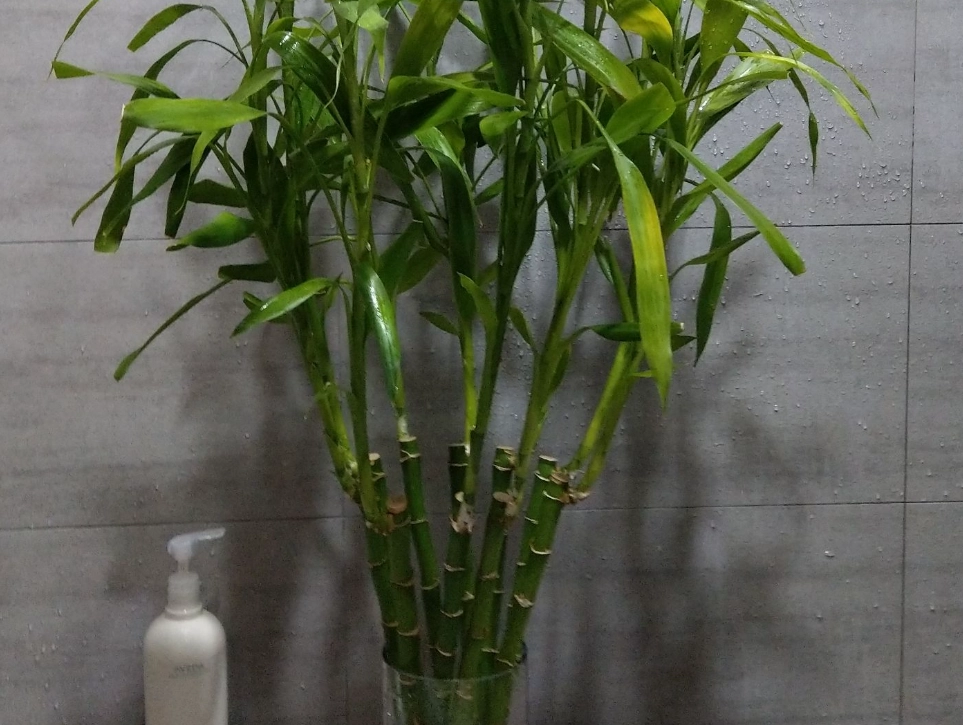 富貴竹長高解決