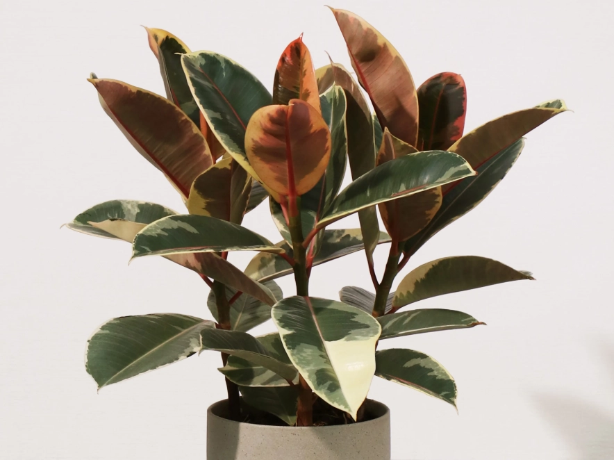 室內大型觀葉植物