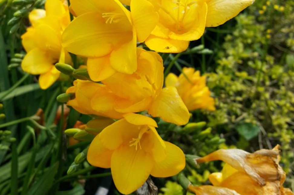 黃色小蒼蘭 花語 黃色小蒼蘭 花語