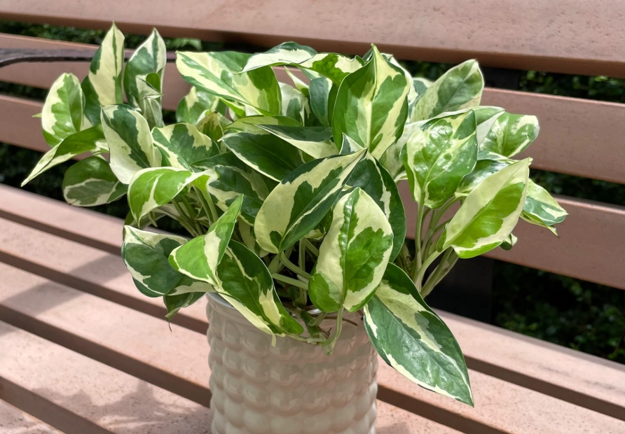 雪花葛澆水 雪花葛澆水