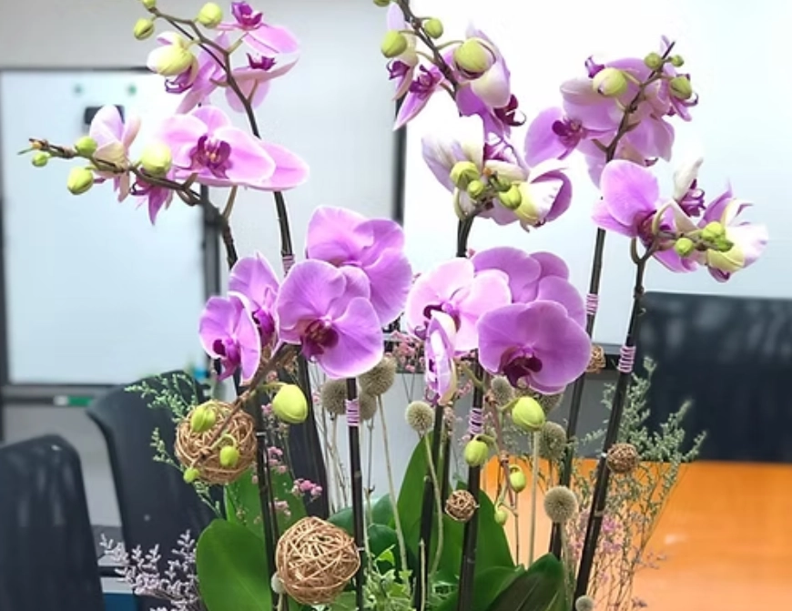 蝴蝶蘭擺設技巧 蝴蝶蘭擺設技巧