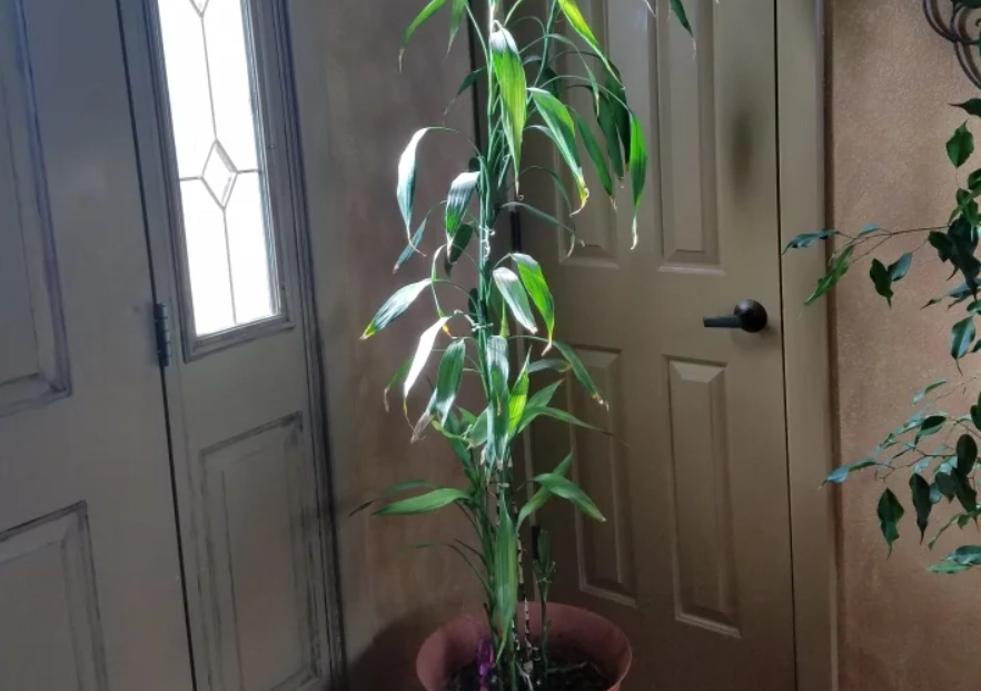 開運竹修剪方法