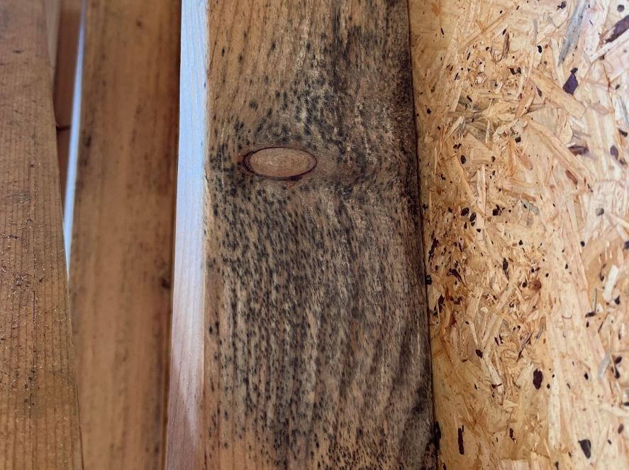 木材發霉處理