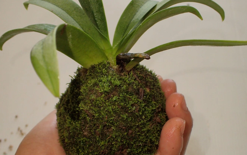 蘭花 水苔 球 蘭花 水苔 球