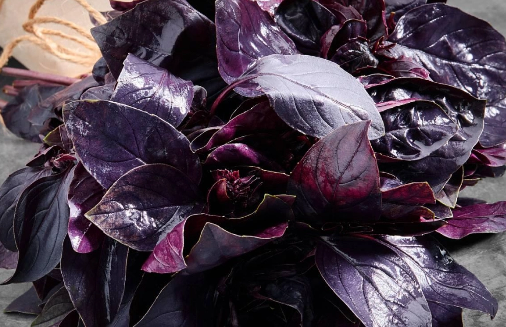 紫羅勒扦插繁殖