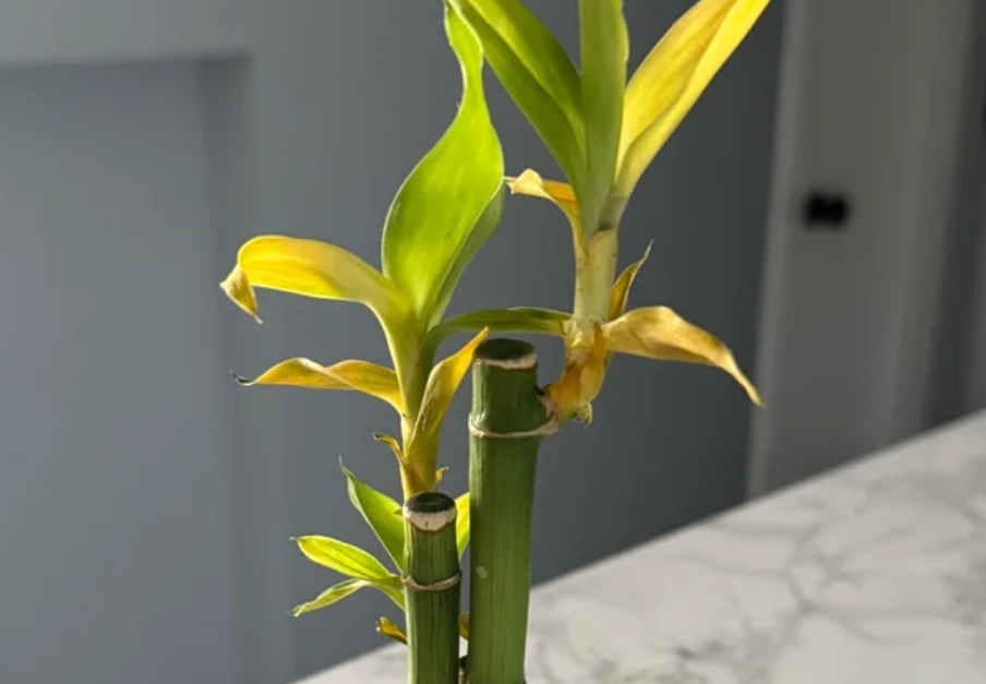 富貴竹葉變黃原因