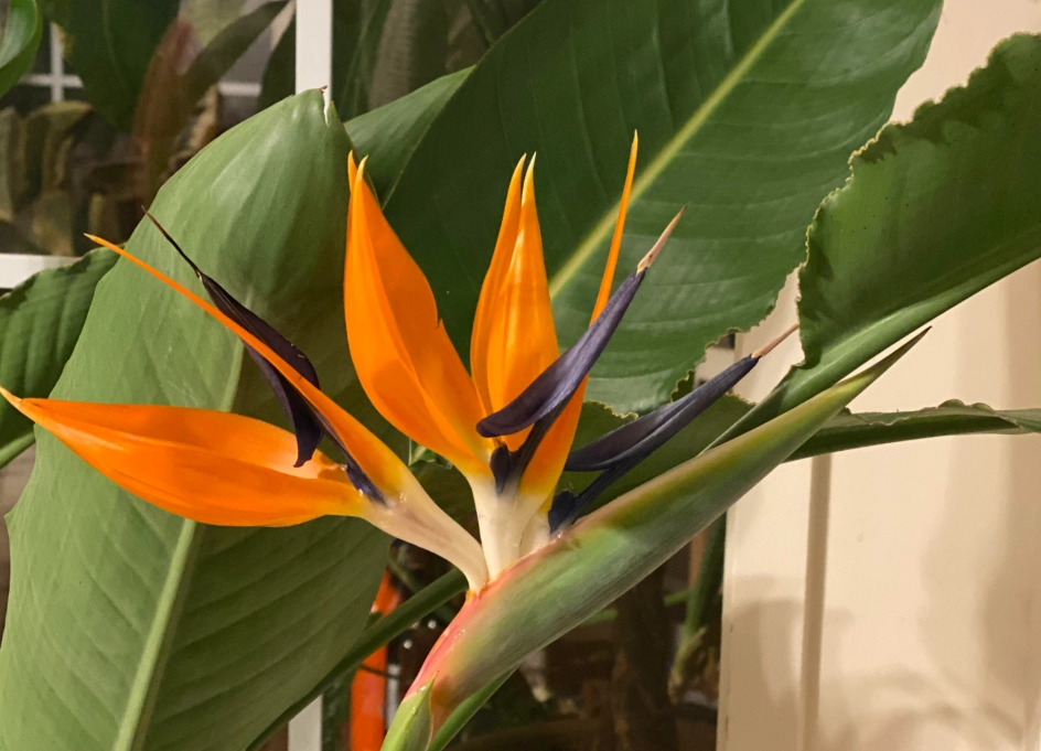 天堂鳥養護方法 天堂鳥養護方法