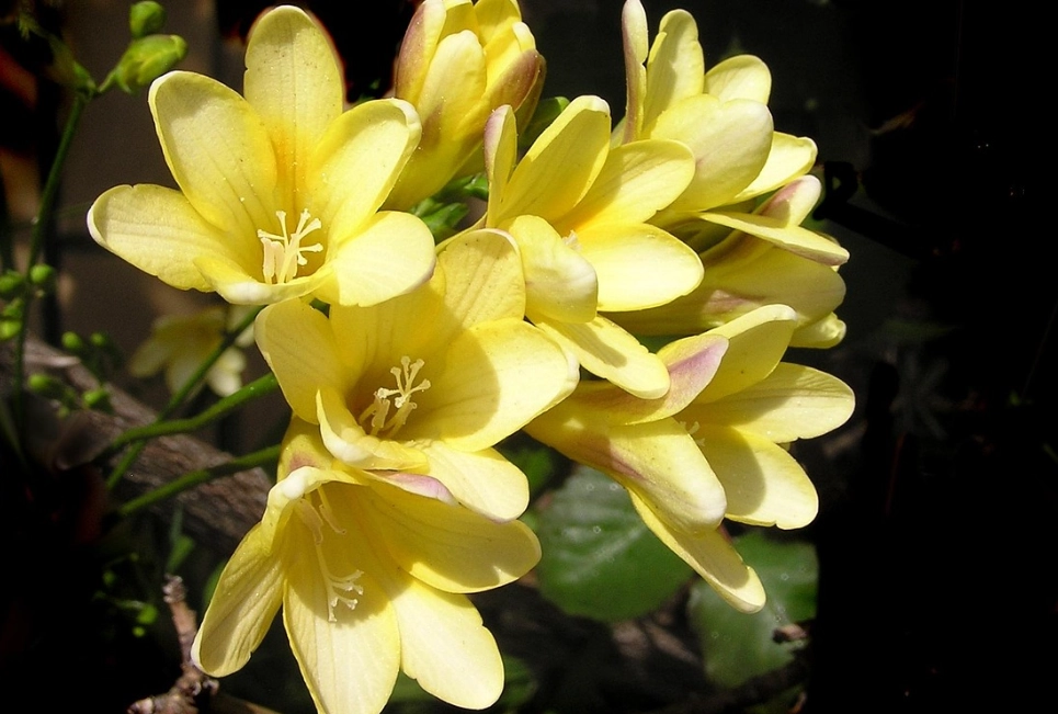 黃色小蒼蘭 花語 黃色小蒼蘭 花語