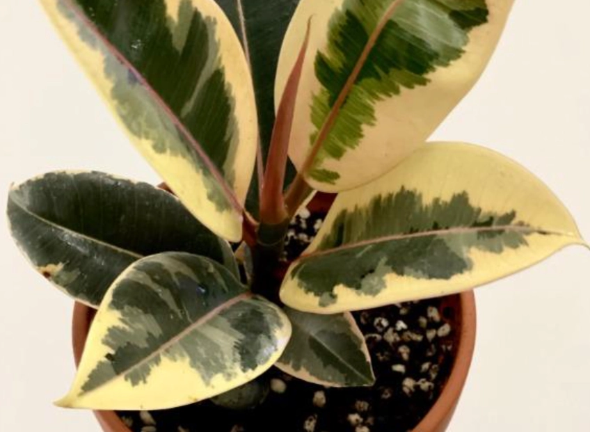 斑葉橡皮樹 黃葉